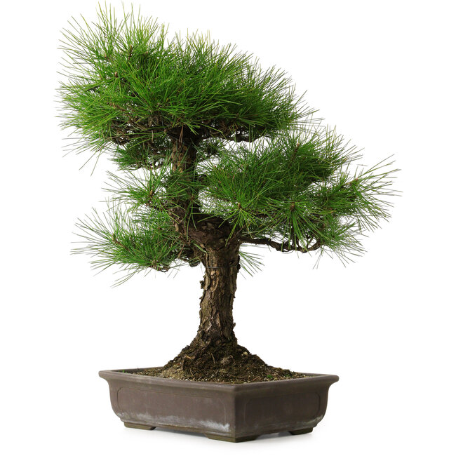 Pinus thunbergii, 58 cm, ± 25 años, con un nebari de 14 cm.