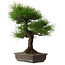 Pinus thunbergii, 58 cm, ± 25 years old, with a nebari of 14 cm