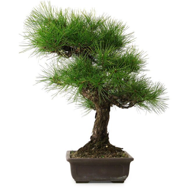 Pinus thunbergii, 58 cm, ± 25 jaar oud, met een nebari van 14 cm.