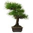 Pinus thunbergii, 58 cm, ± 25 años, con un nebari de 14 cm.