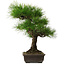 Pinus thunbergii, 58 cm, ± 25 years old, with a nebari of 14 cm