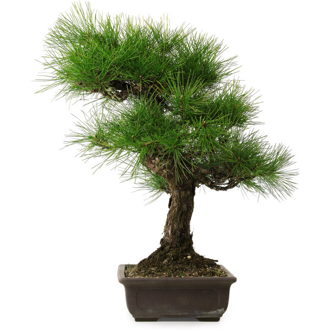 Pinus thunbergii, 58 cm, ± 25 años, con un nebari de 14 cm.