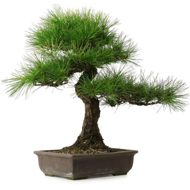 Pinus thunbergii, 58 cm, ± 25 years old, with a nebari of 14 cm