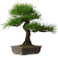 Pinus thunbergii, 58 cm, ± 25 jaar oud, met een nebari van 14 cm.