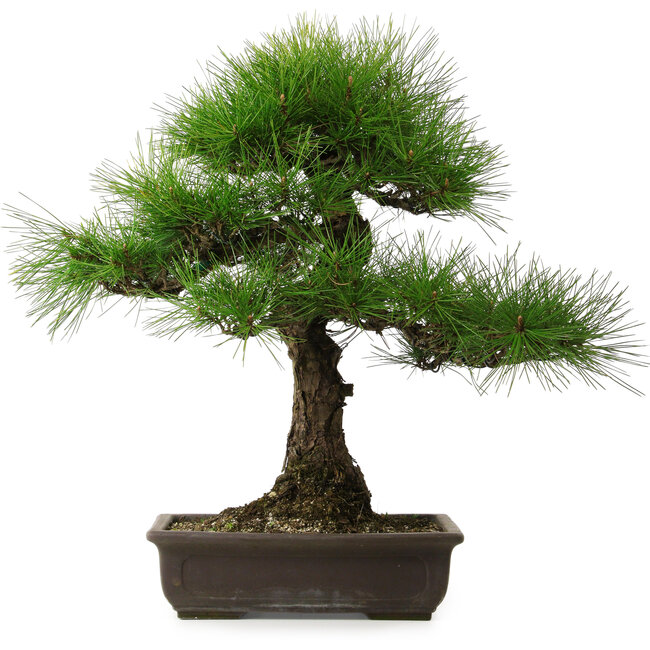 Pinus thunbergii, 58 cm, ± 25 jaar oud, met een nebari van 14 cm.