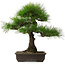 Pinus thunbergii, 58 cm, ± 25 jaar oud, met een nebari van 14 cm.
