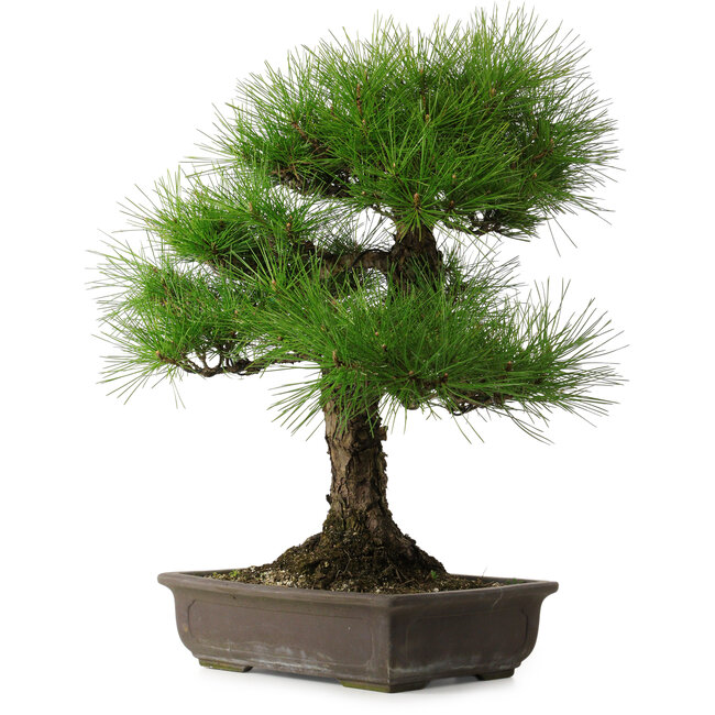 Pinus thunbergii, 58 cm, ± 25 years old, with a nebari of 14 cm