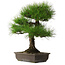 Pinus thunbergii, 58 cm, ± 25 jaar oud, met een nebari van 14 cm.