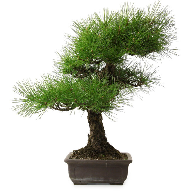 Pinus thunbergii, 58 cm, ± 25 years old, with a nebari of 14 cm