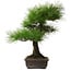 Pinus thunbergii, 58 cm, ± 25 años, con un nebari de 14 cm.
