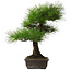 Pinus thunbergii, 58 cm, ± 25 jaar oud, met een nebari van 14 cm.