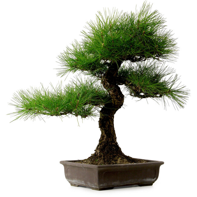 Pinus thunbergii, 58 cm, ± 25 jaar oud, met een nebari van 14 cm.