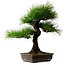 Pinus thunbergii, 58 cm, ± 25 years old, with a nebari of 14 cm
