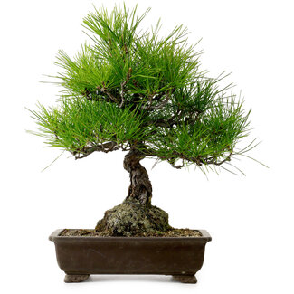 Pinus thunbergii, 40 cm, ± 20 Jahre alt