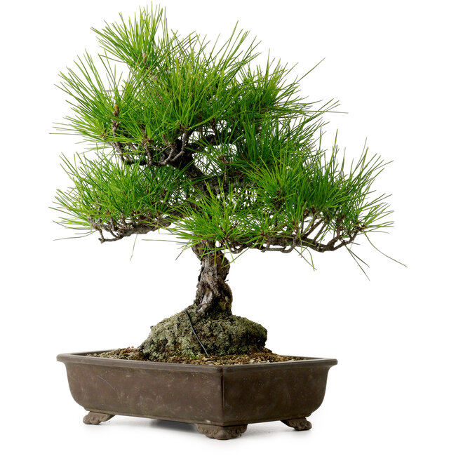 Pinus thunbergii, 40 cm, ± 20 años de edad, con un nebari de 11 cm.