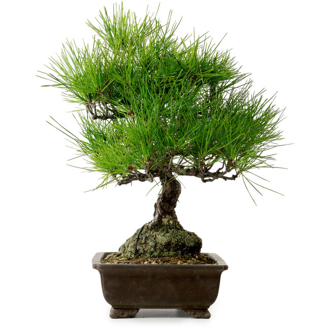 Pinus thunbergii, 40 cm, ± 20 años de edad, con un nebari de 11 cm.