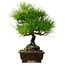 Pinus thunbergii, 40 cm, ca. 20 Jahre alt, mit einem Wurzelhals von 11 cm