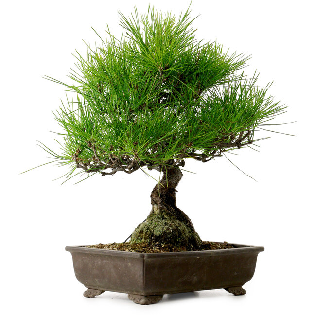 Pinus thunbergii, 40 cm, ± 20 años de edad, con un nebari de 11 cm.
