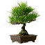 Pinus thunbergii, 40 cm, ± 20 jaar oud, met een nebari van 11 cm.