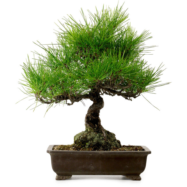 Pinus thunbergii, 40 cm, ± 20 anni, con nebari di 11 cm