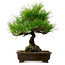 Pinus thunbergii, 40 cm, ± 20 jaar oud, met een nebari van 11 cm.