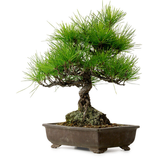 Pinus thunbergii, 40 cm, ± 20 years old, with a nebari of 11 cm