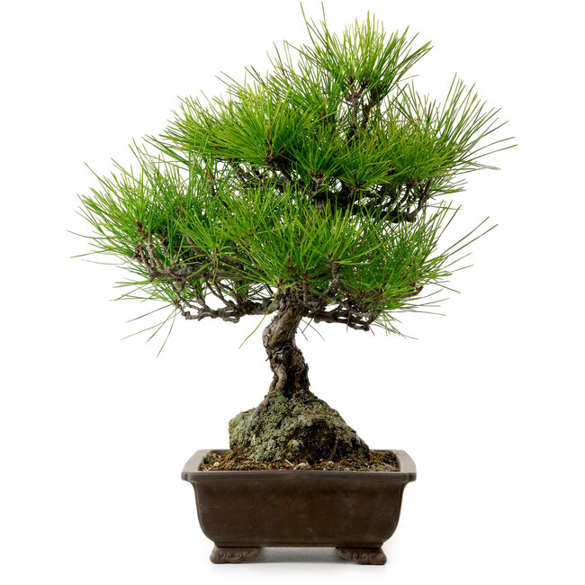 Pinus thunbergii, 40 cm, ± 20 jaar oud, met een nebari van 11 cm.