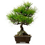 Pinus thunbergii, 40 cm, ± 20 years old, with a nebari of 11 cm