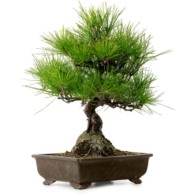 Pinus thunbergii, 40 cm, ± 20 years old, with a nebari of 11 cm