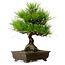 Pinus thunbergii, 40 cm, ± 20 years old, with a nebari of 11 cm