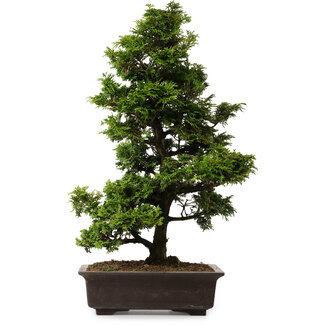Chamaecyparis obtusa, 49 cm, ± 15 anni
