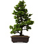 Chamaecyparis obtusa, 49 cm, ± 15 jaar oud, met een nebari van 7 cm