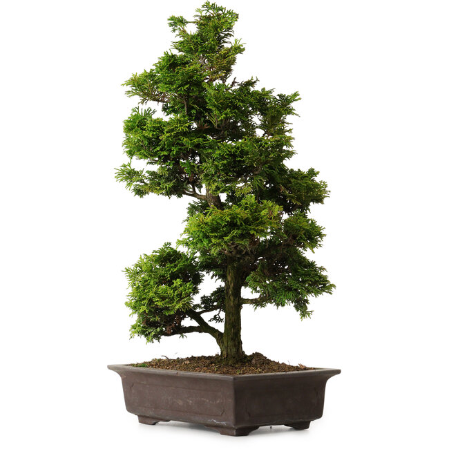 Chamaecyparis obtusa, 49 cm, ± 15 años, con nebari de 7 cm