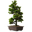 Chamaecyparis obtusa, 49 cm, ± 15 años, con nebari de 7 cm