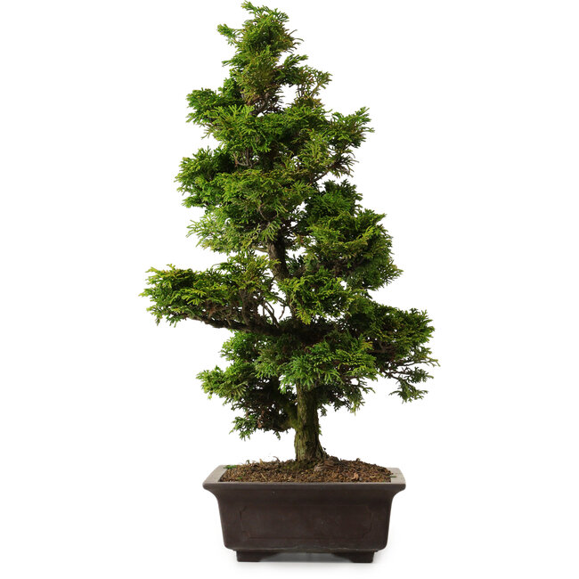 Chamaecyparis obtusa, 49 cm, ± 15 años, con nebari de 7 cm