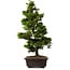 Chamaecyparis obtusa, 49 cm, ± 15 años, con nebari de 7 cm