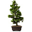 Chamaecyparis obtusa, 49 cm, ± 15 Jahre alt, mit einem Nebari von 7 cm