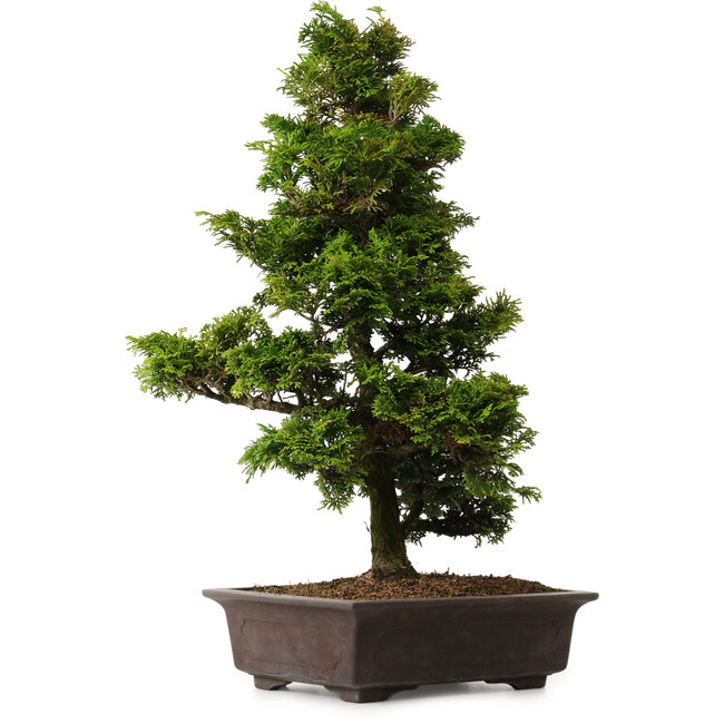 Chamaecyparis obtusa, 49 cm, ± 15 anni, con un nebari di 7 cm