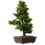 Chamaecyparis obtusa, 49 cm, ± 15 anni, con un nebari di 7 cm