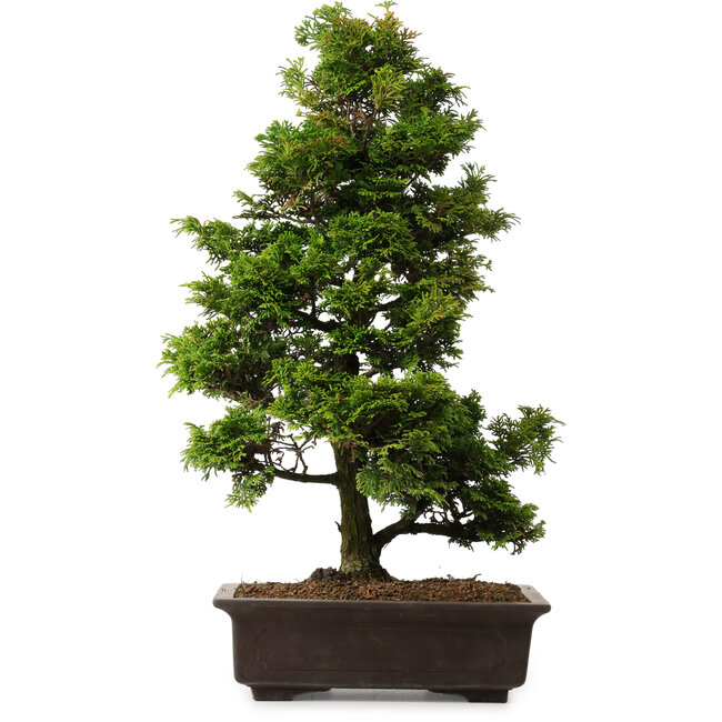 Chamaecyparis obtusa, 49 cm, ± 15 años, con nebari de 7 cm