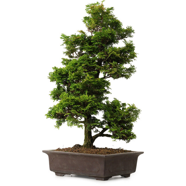 Chamaecyparis obtusa, 49 cm, ± 15 anni, con un nebari di 7 cm