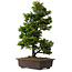 Chamaecyparis obtusa, 49 cm, ± 15 ans, avec un nebari de 7 cm