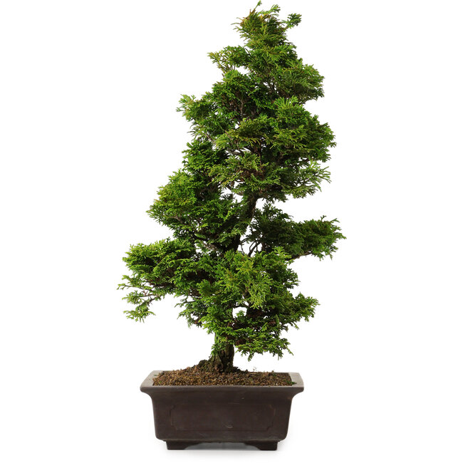 Chamaecyparis obtusa, 49 cm, ± 15 ans, avec un nebari de 7 cm