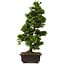 Chamaecyparis obtusa, 49 cm, ± 15 años, con nebari de 7 cm