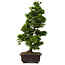 Chamaecyparis obtusa, 49 cm, ± 15 Jahre alt, mit einem Nebari von 7 cm