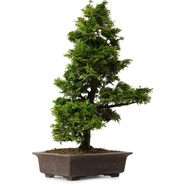 Chamaecyparis obtusa, 49 cm, ± 15 ans, avec un nebari de 7 cm