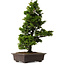 Chamaecyparis obtusa, 49 cm, ± 15 jaar oud, met een nebari van 7 cm