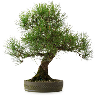 Pinus thunbergii, 55 cm, ± 25 jaar oud