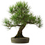 Pinus thunbergii, 55 cm, ± 25 jaar oud, met een nebari van 15 cm.