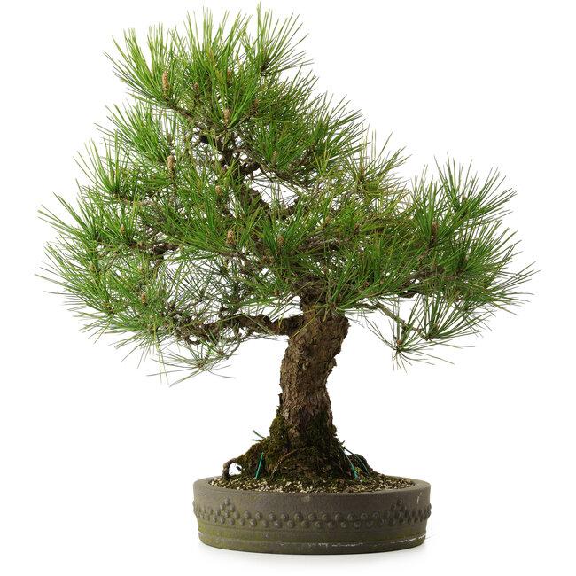 Pinus thunbergii, 55 cm, ± 25 años, con un nebari de 15 cm.